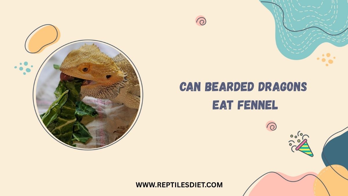 Can Bearded Dragons Eat Fennel