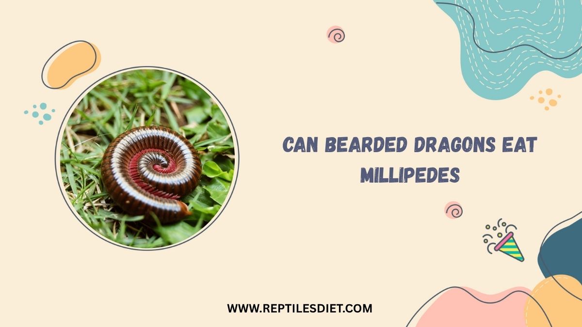Can Bearded Dragons Eat Millipedes