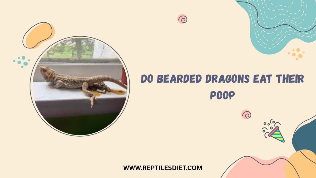 Do Bearded Dragons Eat Their Poop