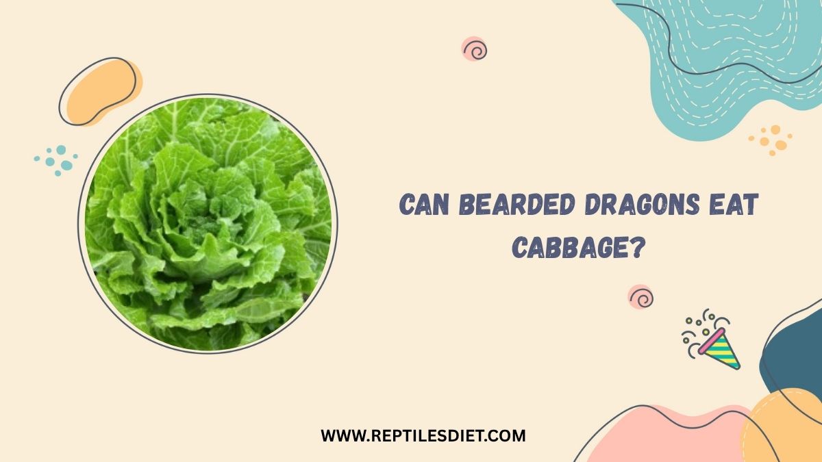 Can Bearded Dragons Eat Cabbage?