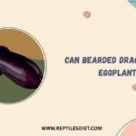 Can Bearded Dragons Eat Eggplant