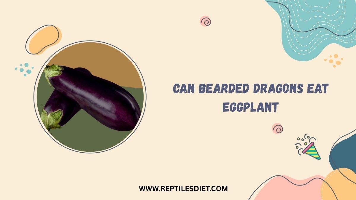 Can Bearded Dragons Eat Eggplant