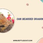 Can Bearded Dragons Eat Mums