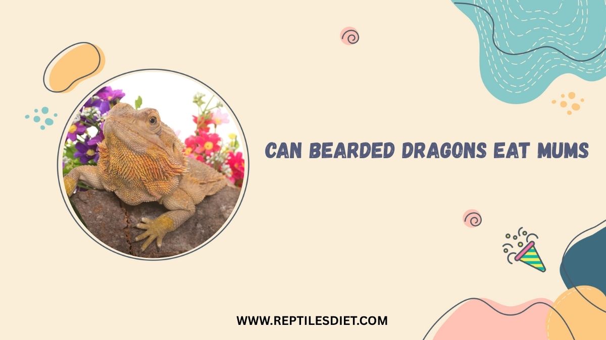 Can Bearded Dragons Eat Mums
