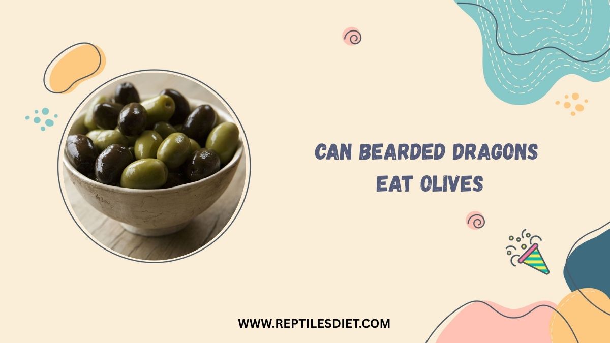 Can Bearded Dragons Eat Olives