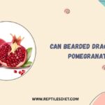 Can Bearded Dragons Eat Pomegranates