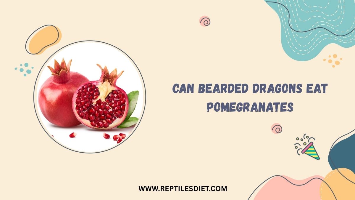 Can Bearded Dragons Eat Pomegranates