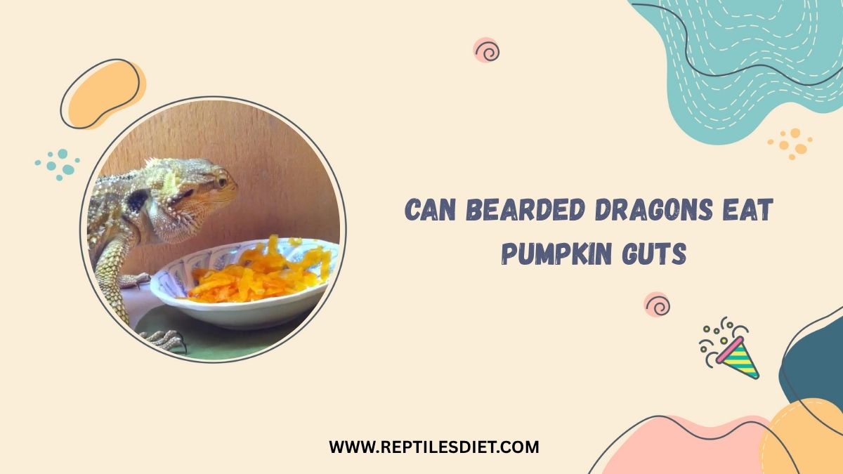 Can Bearded Dragons Eat Pumpkin Guts