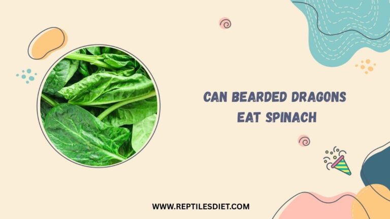 Can Bearded Dragons Eat Spinach
