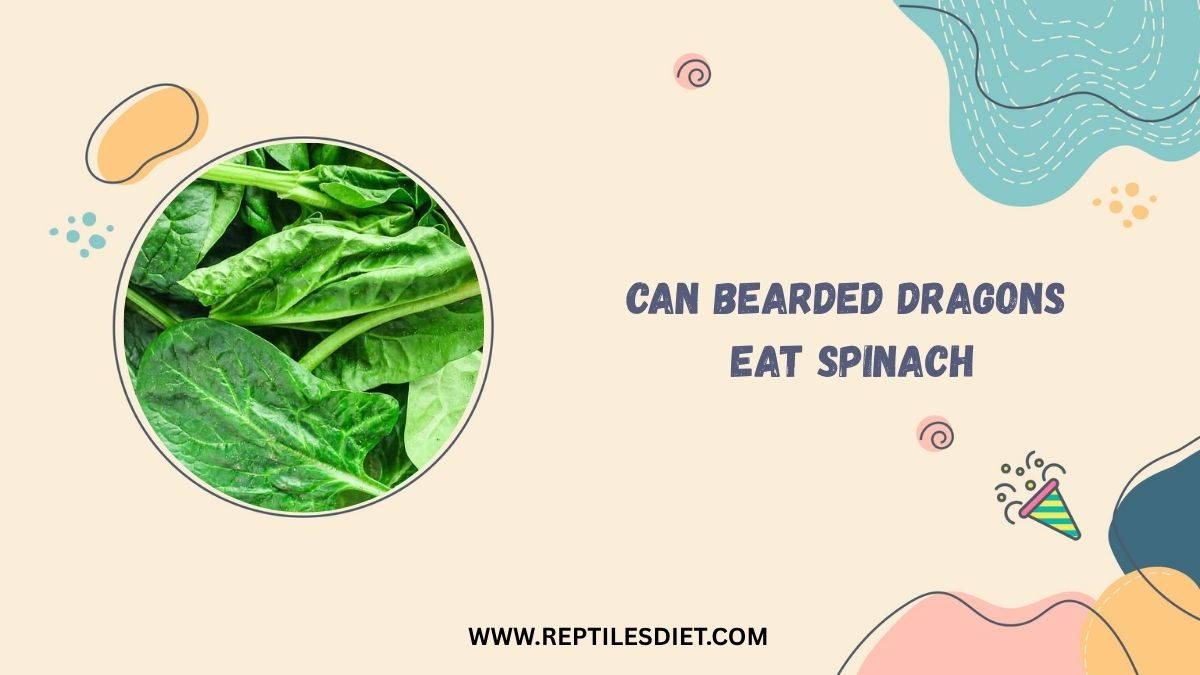 Can Bearded Dragons Eat Spinach