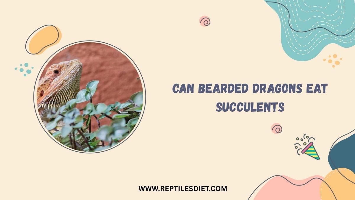 Can Bearded Dragons Eat Succulents