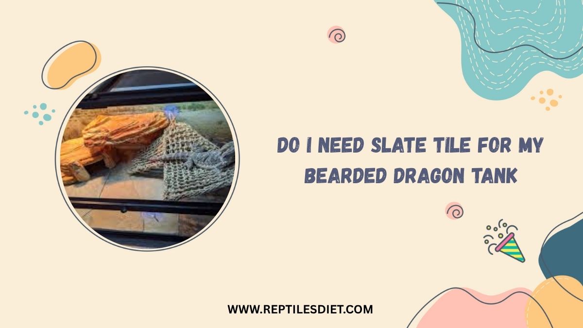 Do I Need Slate Tile For My Bearded Dragon Tank
