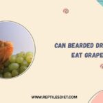 Can Bearded Dragons Eat Grapes​
