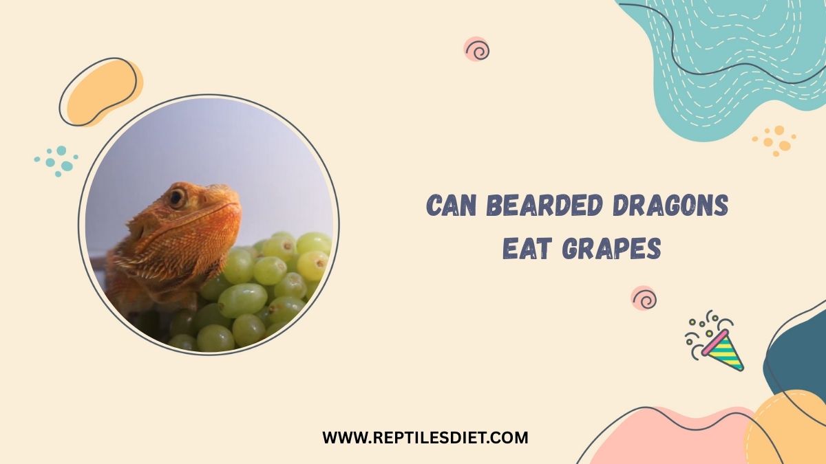 Can Bearded Dragons Eat Grapes​