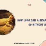How Long Can A Bearded Dragon Go Without Heat