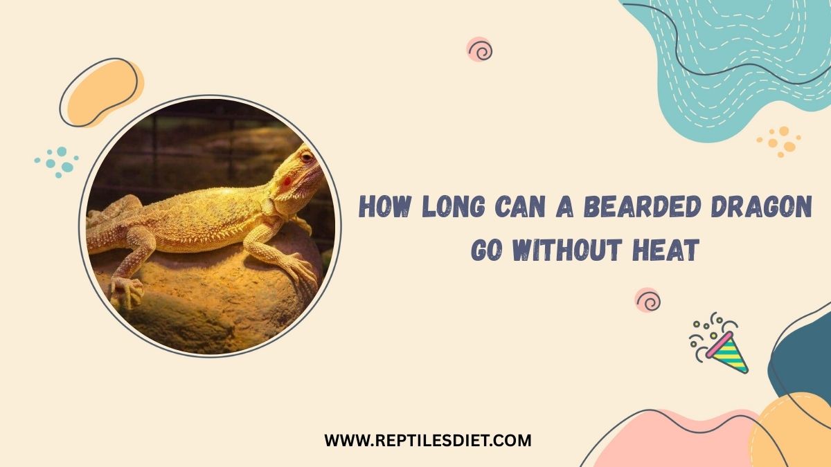 How Long Can A Bearded Dragon Go Without Heat